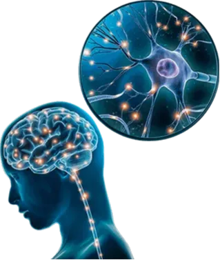 The Brain Song Program